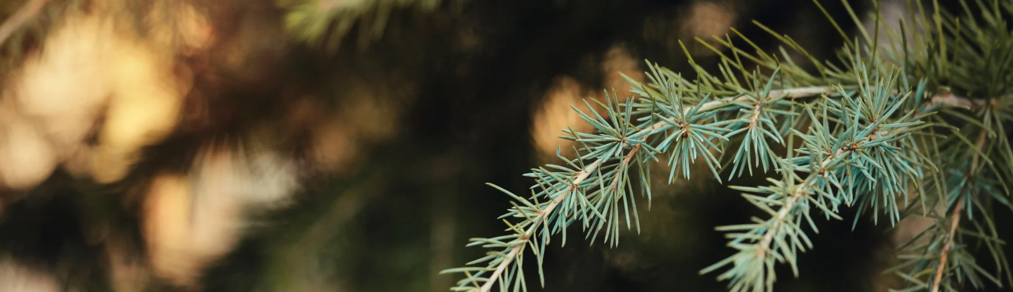 Weihnachts-Ideen aus dem DAV Shop | © DAV