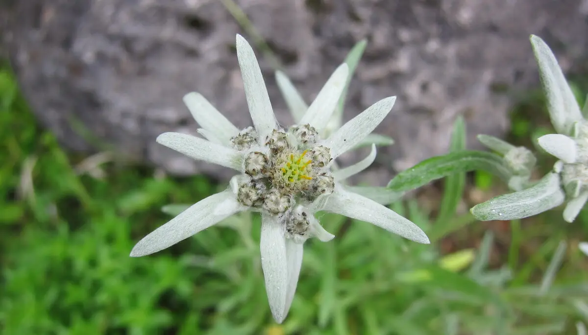 Bitte beachten: Wegen des BFSG benötigen alle Bilder einen aussagekräftigen Alt-Tag | © DAV