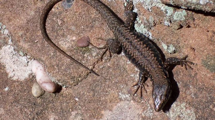 Bitte beachten: Wegen des BFSG benötigen alle Bilder einen aussagekräftigen Alt-Tag | © DAV