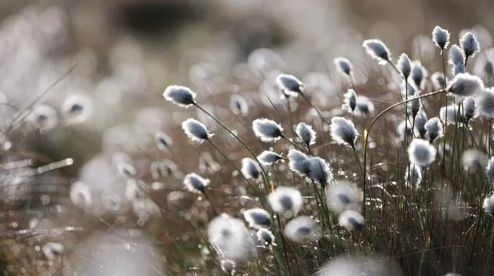 Um Moore ranken sich zahlreiche Schauergeschichten.  | © Adobestock / Christopher Meyer