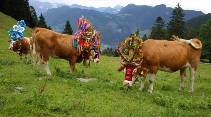 Almabtrieb | © Touristik-Information Schleching