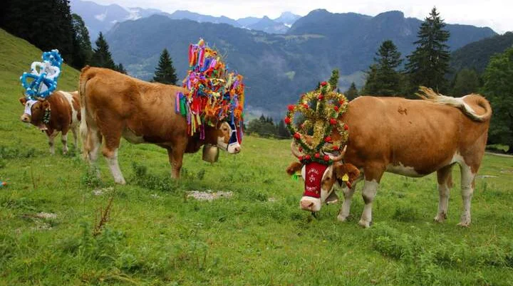 Almabtrieb | © Touristik-Information Schleching