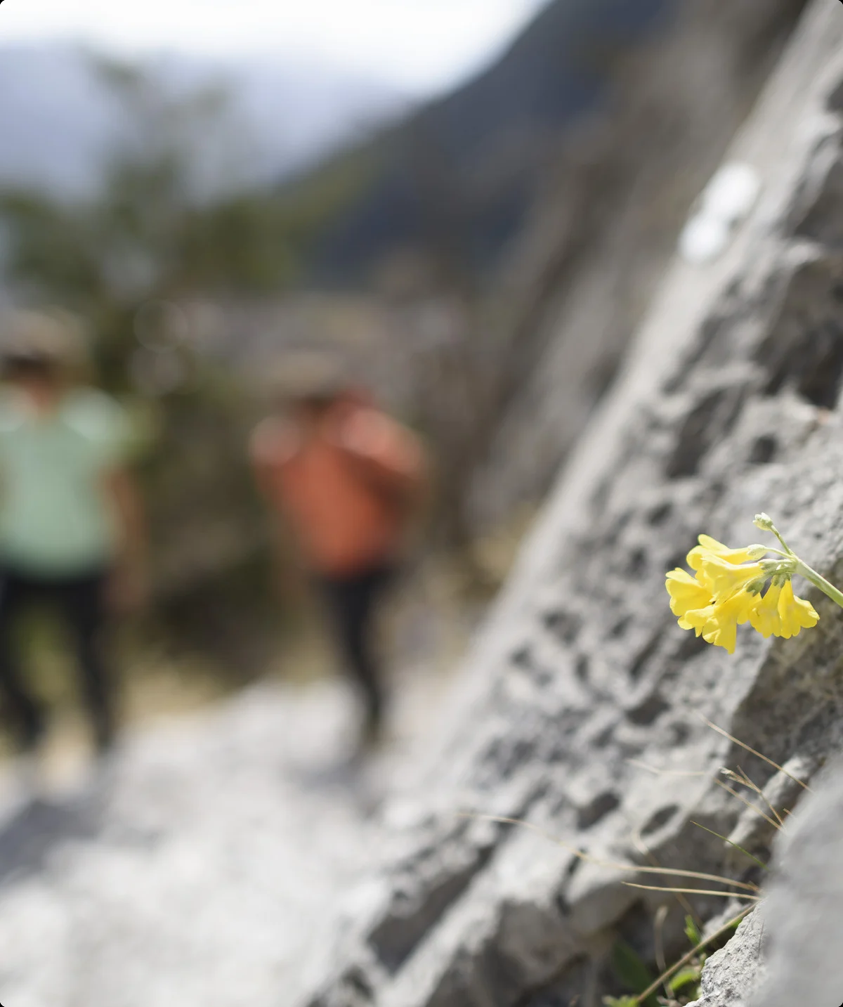 Bitte beachten: Wegen des BFSG benötigen alle Bilder einen aussagekräftigen Alt-Tag | © DAV