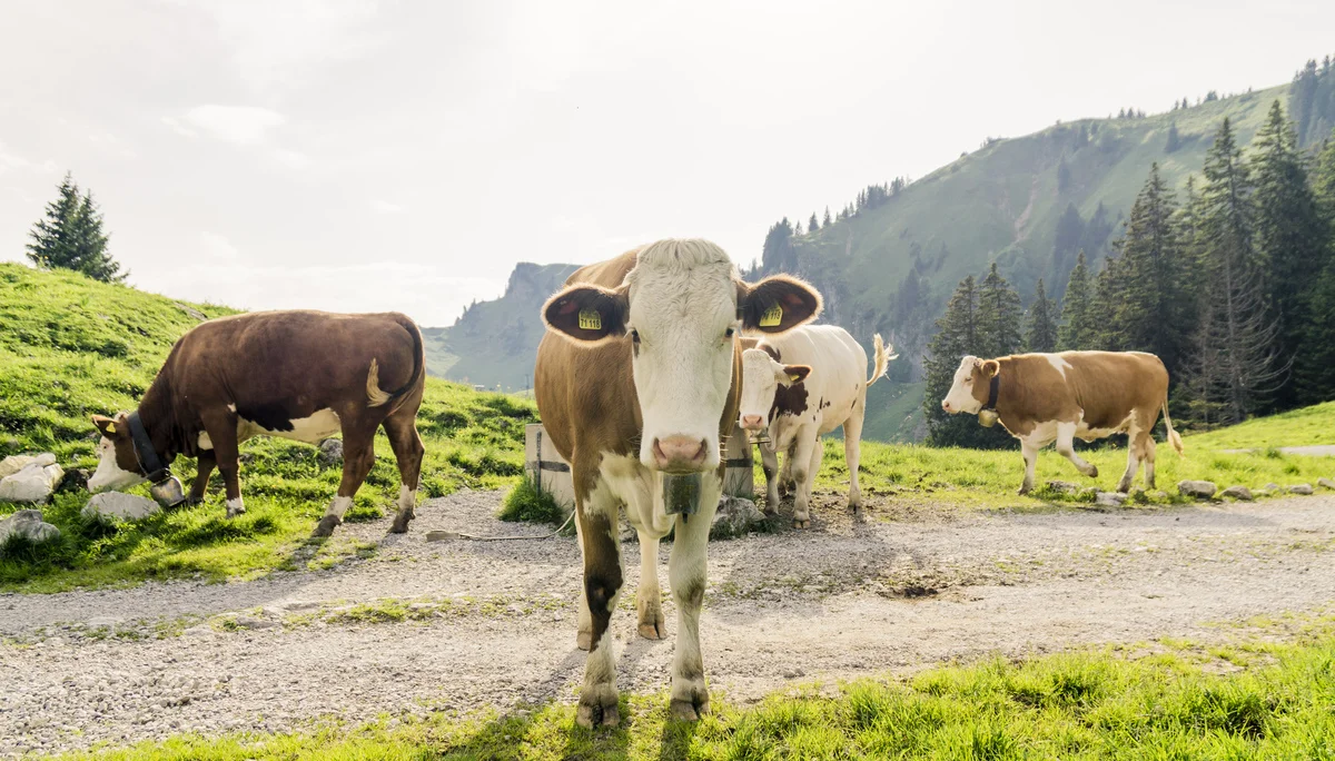 Bitte beachten: Wegen des BFSG benötigen alle Bilder einen aussagekräftigen Alt-Tag | © DAV