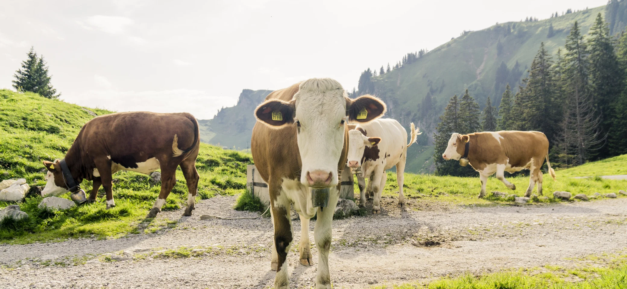 © DAV Bitte beachten: Wegen des BFSG benötigen alle Bilder einen aussagekräftigen Alt-Tag | © DAV