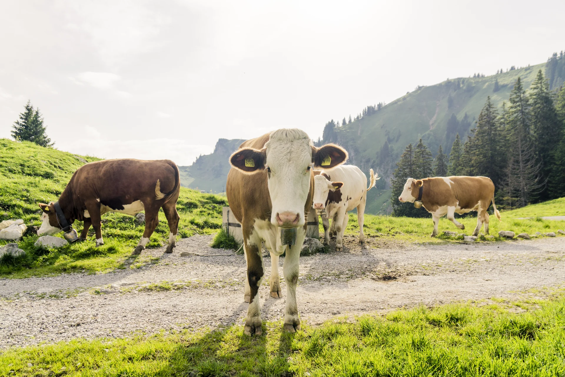Bitte beachten: Wegen des BFSG benötigen alle Bilder einen aussagekräftigen Alt-Tag | © DAV